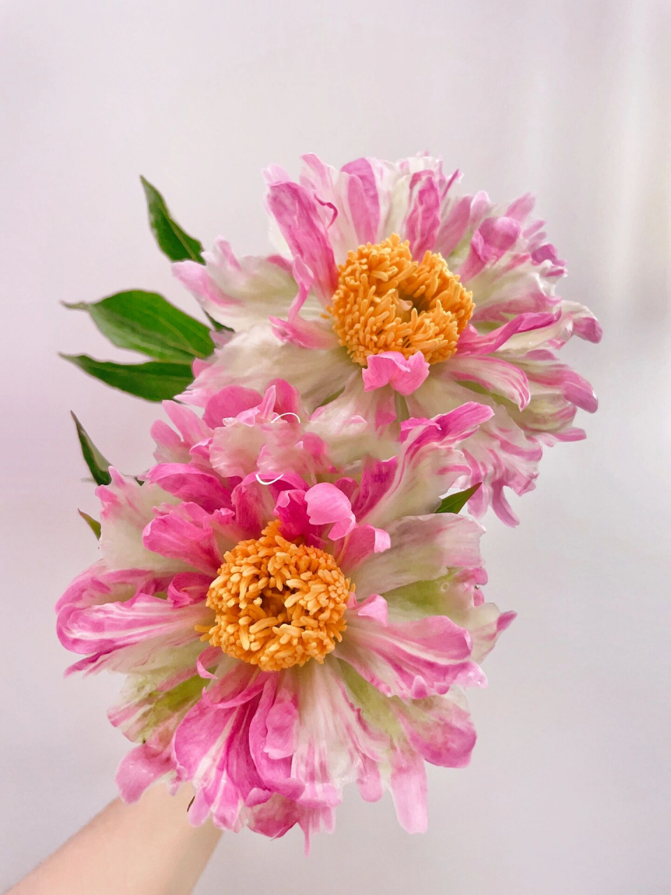 芍药 72 粉色汽酒 原来以为会是比较潦草的花型,收到很惊喜,很可爱