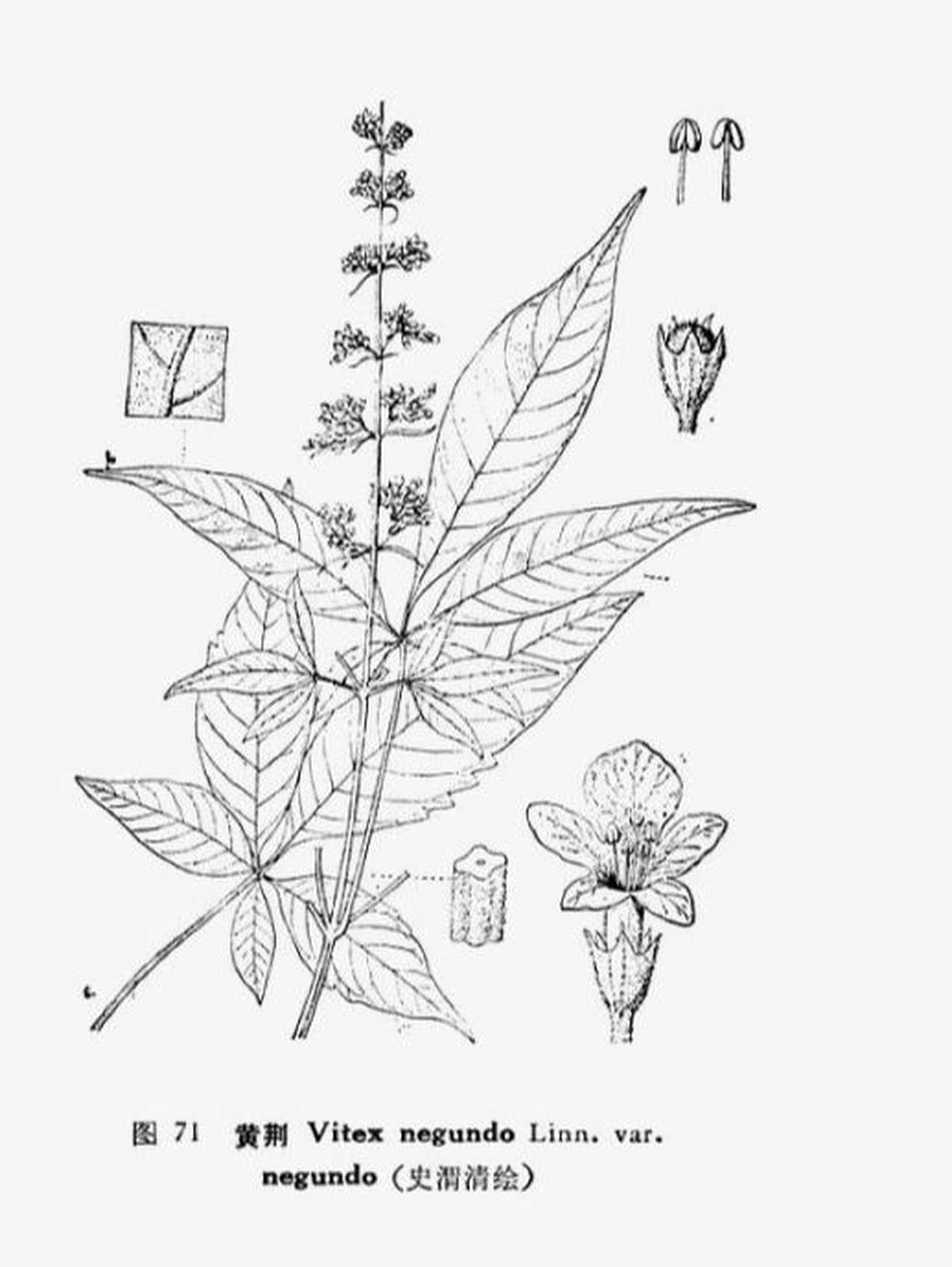 认认植物─黄荆 黄荆 (学名:vitex negundo l.