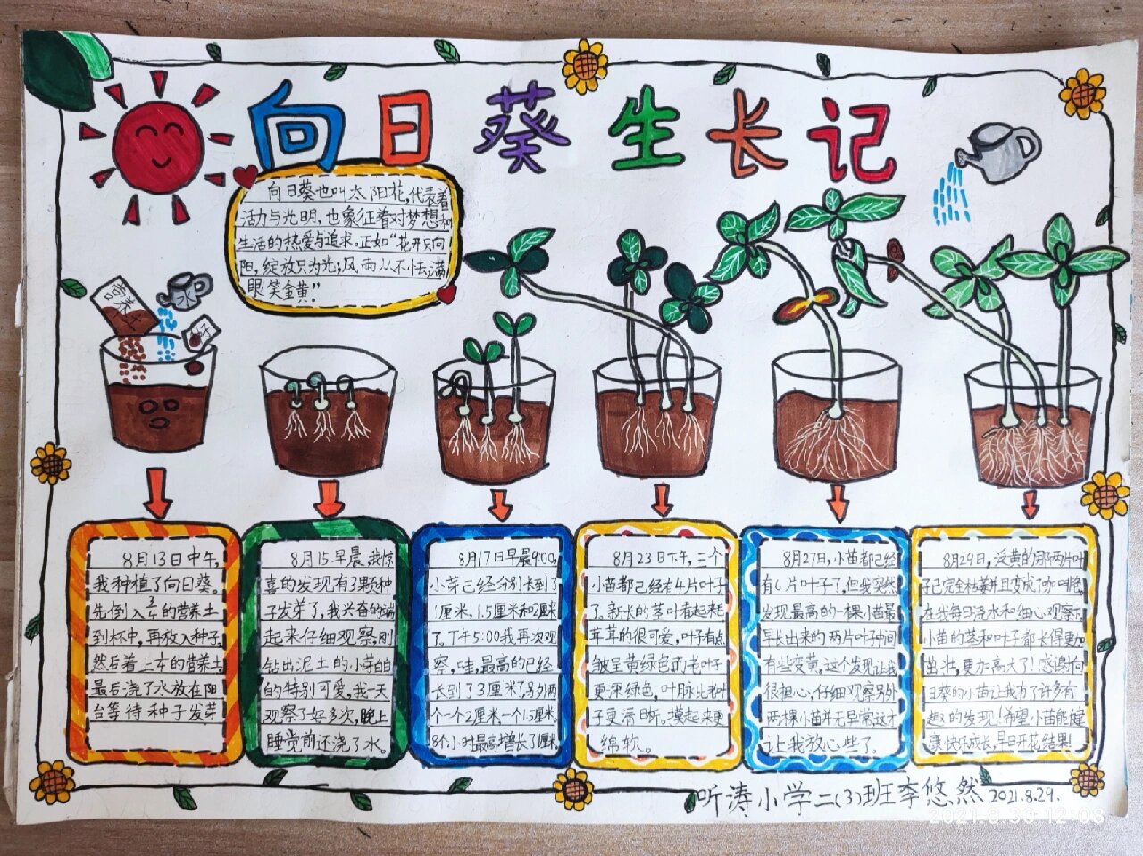太阳花成长记录手抄报#植物成长记录