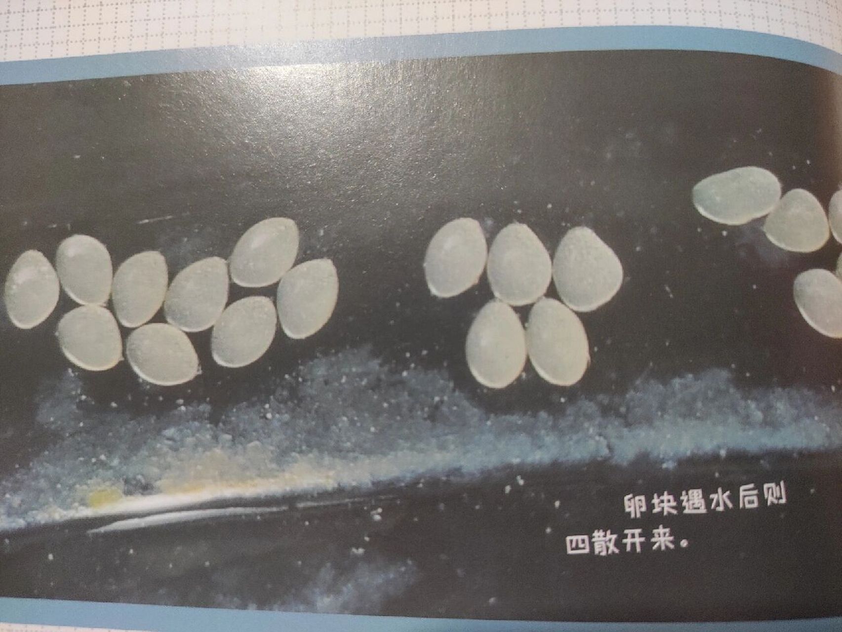我的1000位昆虫朋友——蜻蜓家族 蜻蜓是众所周知的有益昆虫,它出现在