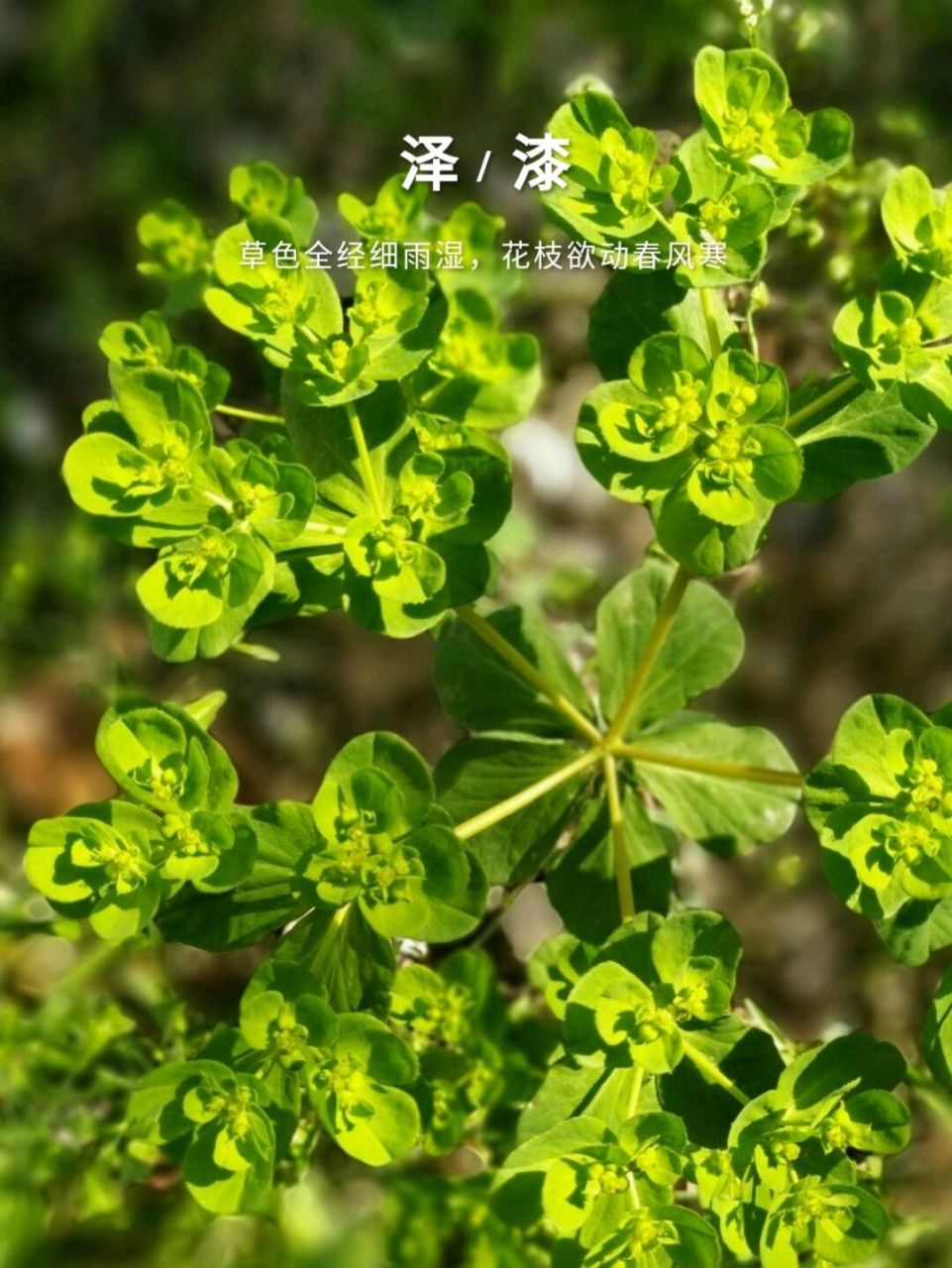 泽漆全草可以入药,一者利水消肿,治疗四肢,面目浮肿;二者化痰止咳