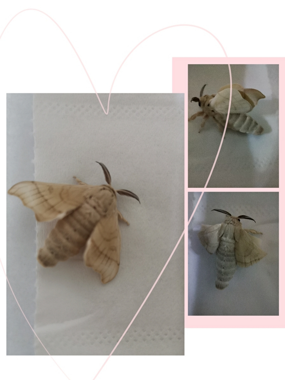 蚕变蛾 第一只飞蛾破壳而出.