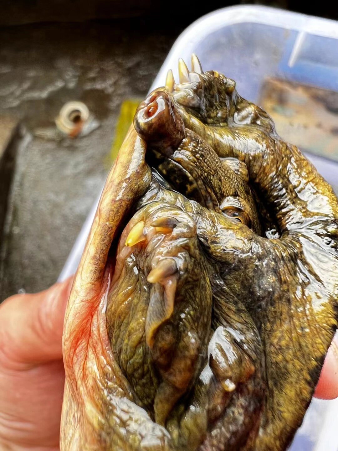 沙鳖