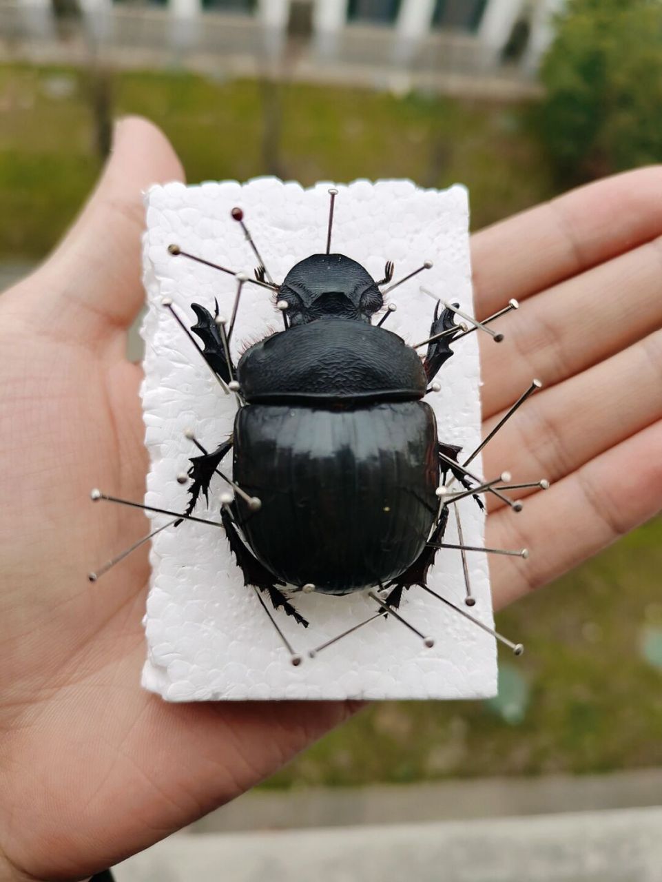 大屎壳郎标本 大型屎壳郎 大象屎壳郎 #屎壳郎# #甲虫# #标本里的奇遇