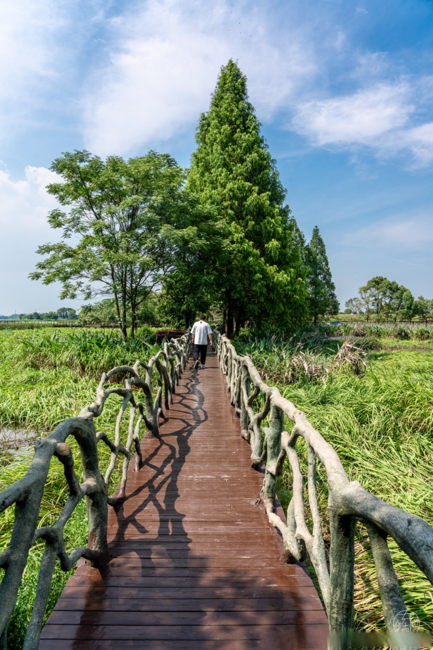 武汉人的赏荷基因又觉醒了# 马鞍山森林公园里的半山荷园,把江南水乡