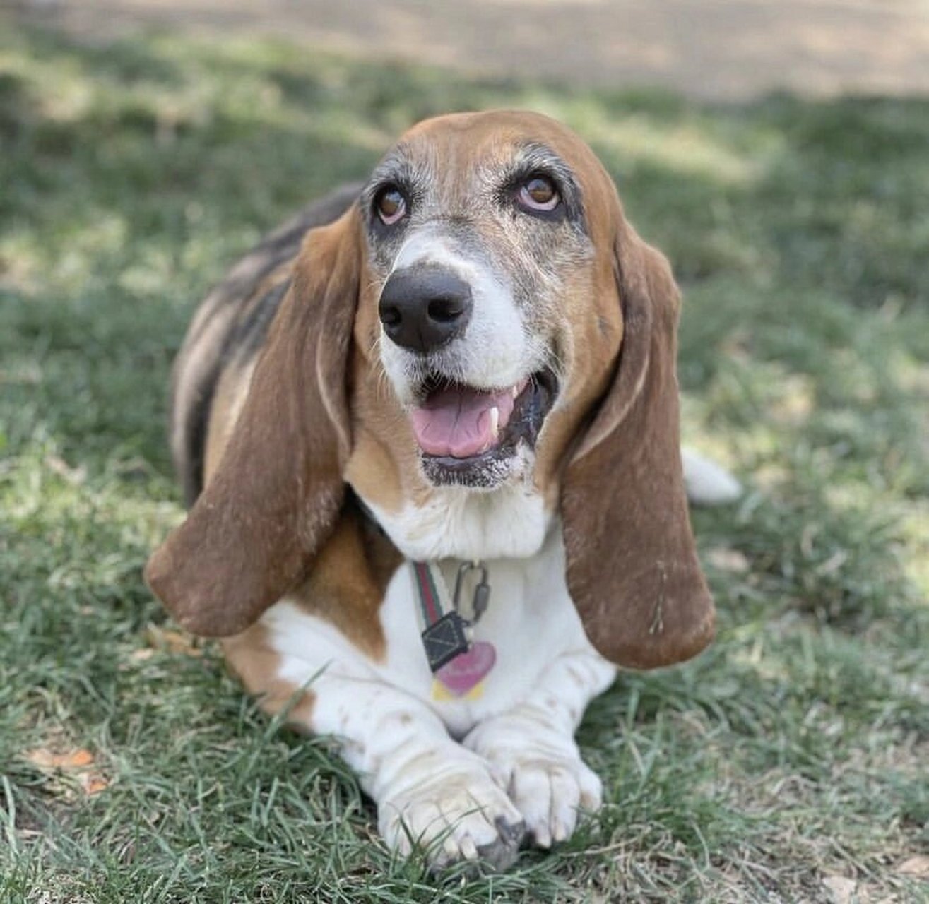 狗狗小百科:巴吉度猎犬的起源 巴吉度猎犬,标准全称叫法国巴吉度猎犬