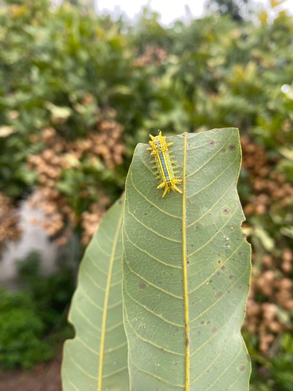 碰到一下像被蜜蜂蛰一样,又辣又痛 ,起个包,这是什么虫子?