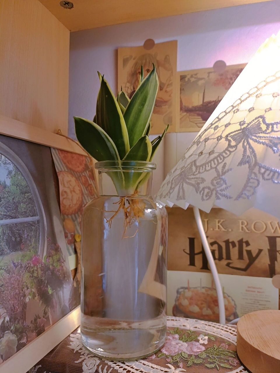 宿舍书桌水培植物—金边虎皮兰 今天买了两瓶虎皮兰,也叫荷花兰,水培