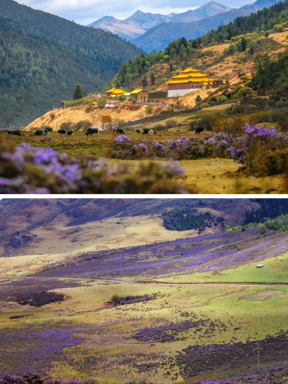 是可以抵达的远方 在川西的众多景点中,位于凉山州的木里一直是个低调