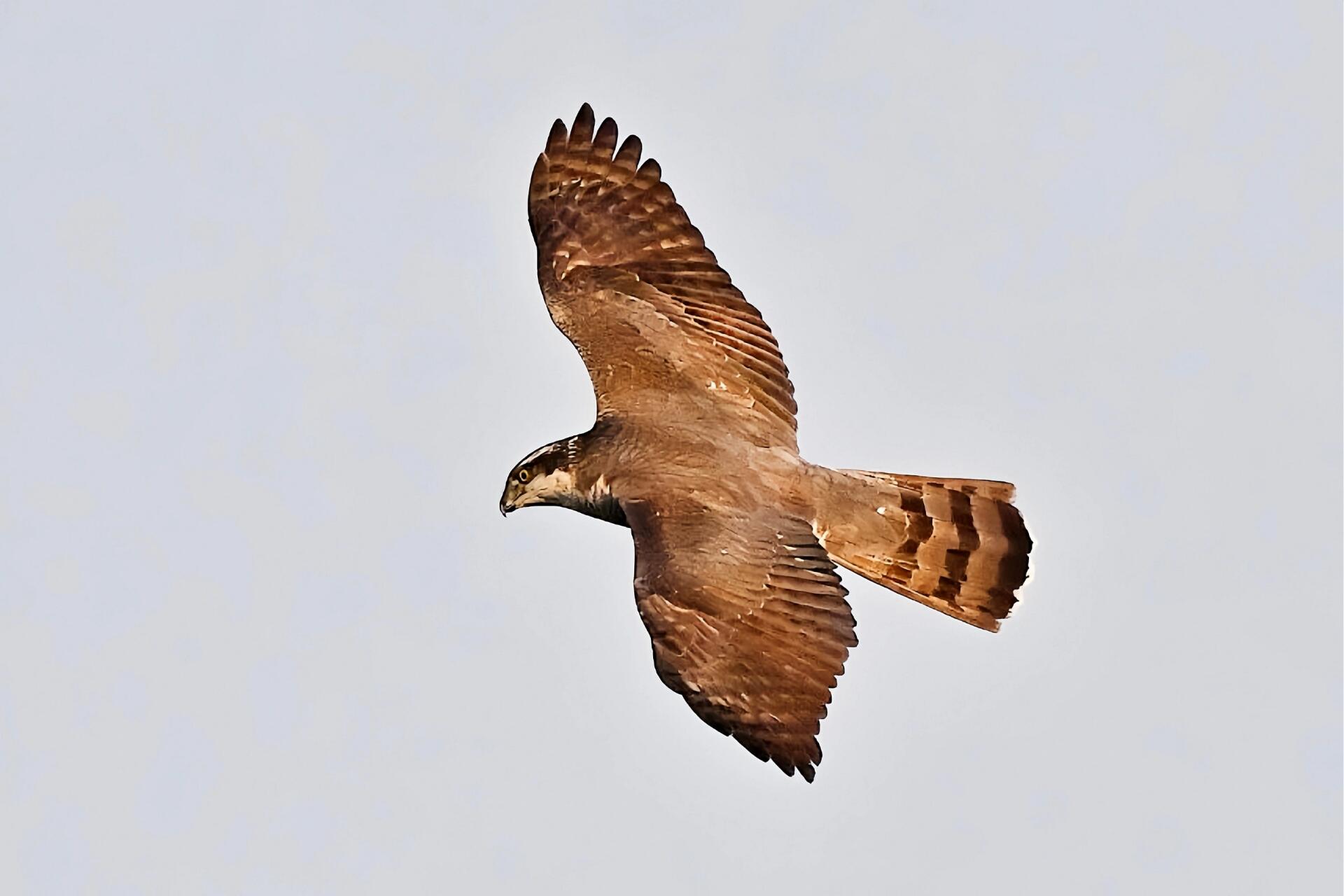 鹞,(yào),指一种凶猛的鸟,样子像鹰,比鹰小