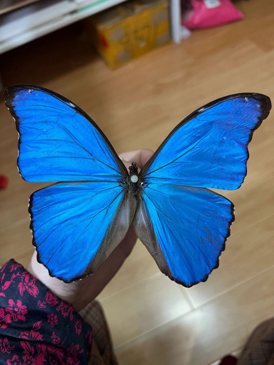 放漏一只蓝闪 品相自观,拍之前看下商品详情页哦,真心便宜,适合自己二