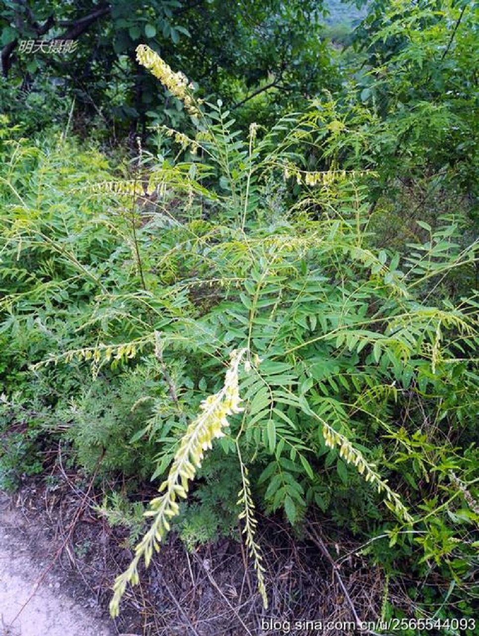 本草纲目—苦参 78别名:苦骨,地骨,牛参,川参,野槐 78入药部位:为