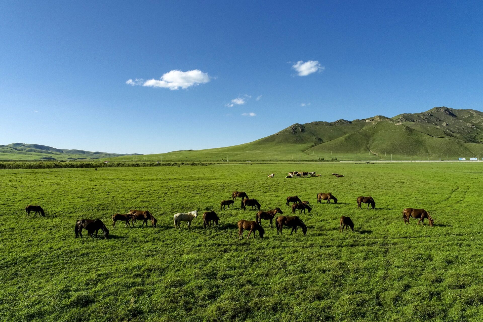 草原上有众多的牛羊和马匹