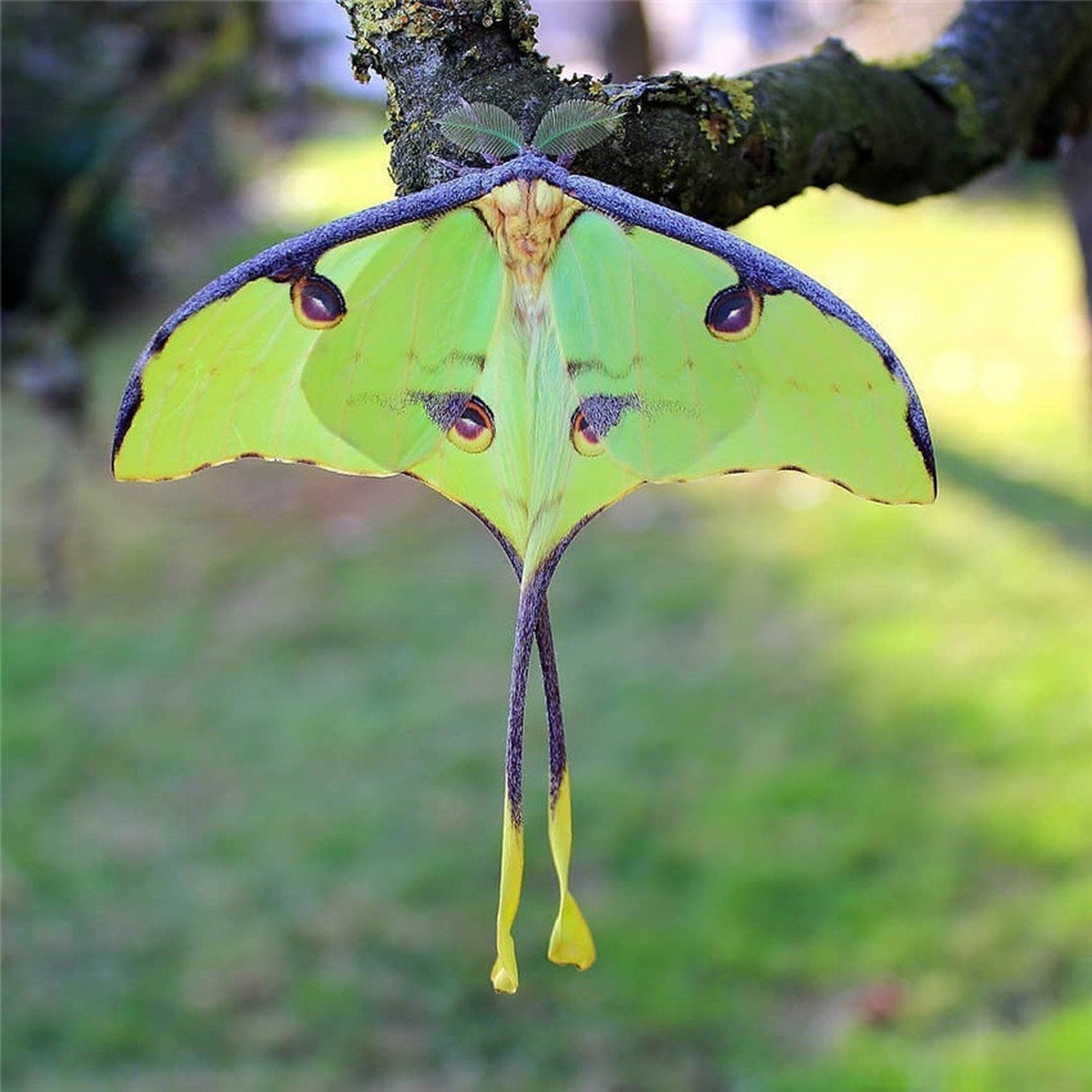 月形天蚕蛾(actias luna)也叫"月神蛾.