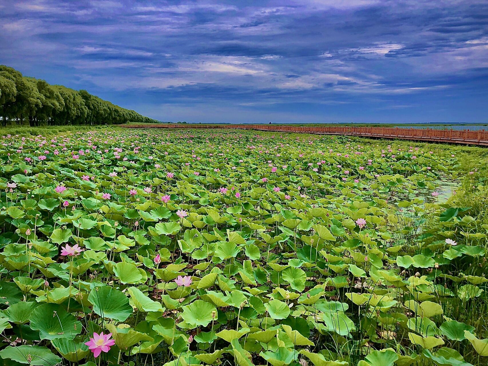 郊游98|富锦湿地公园 99位置:富锦湿地公园 08交通:从佳木斯