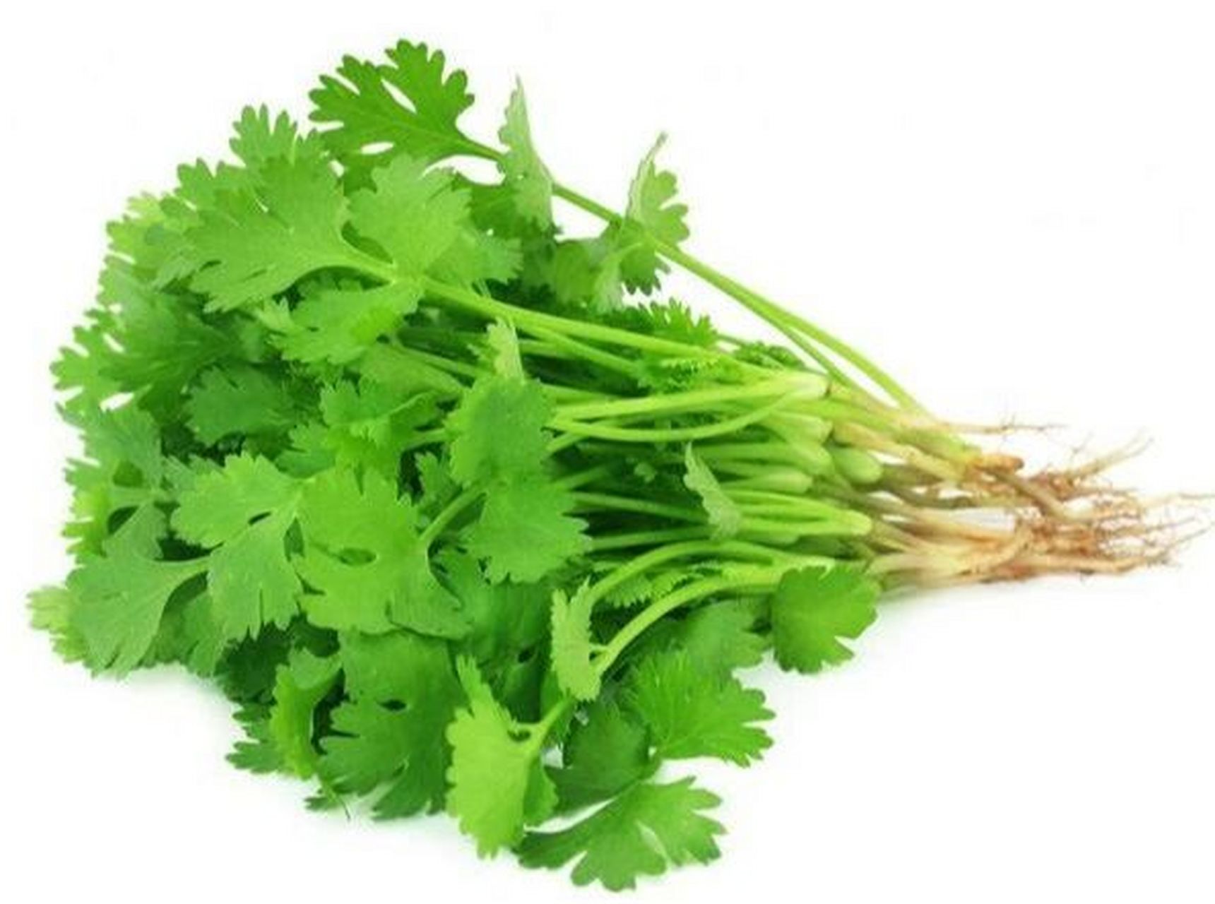 【别名】胡荽,香菜,胡菜.