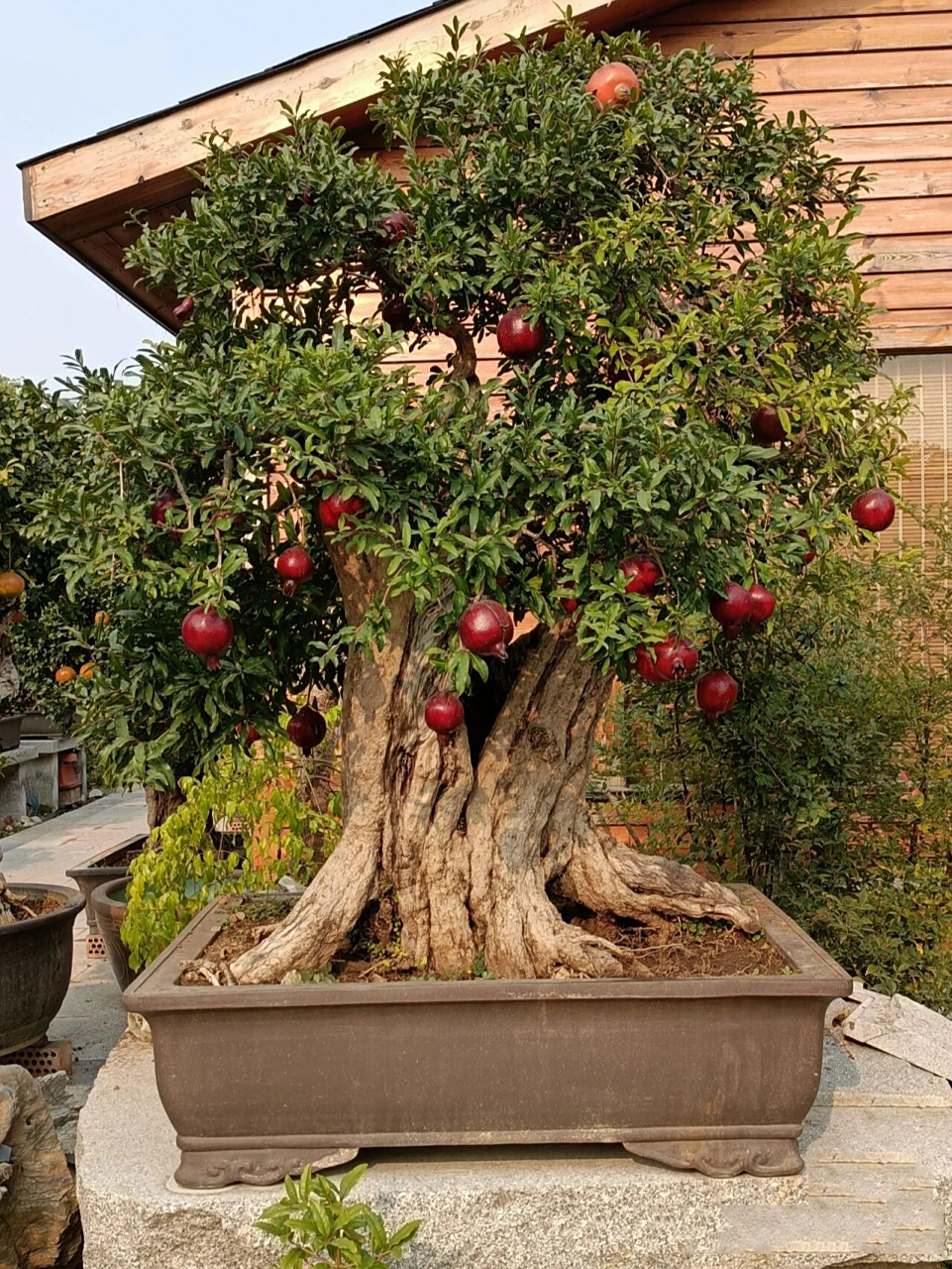 紫玉大果甜石榴