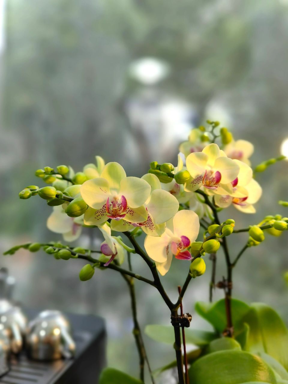 【绿熊】蝴蝶兰新品-无锡花店 【绿熊】新品,6枝花剑蝴蝶兰,花量大