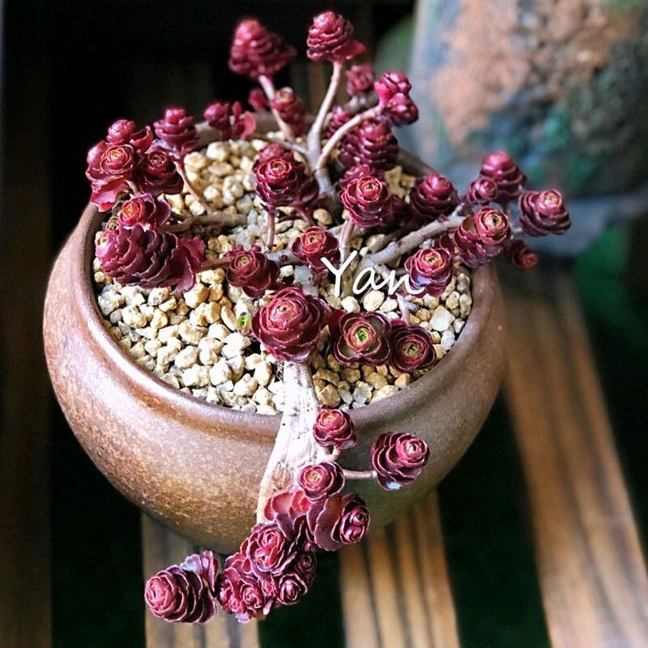 💎每天认识一种多肉🌸71🌈小球玫瑰 初次养小球玫瑰花友须知