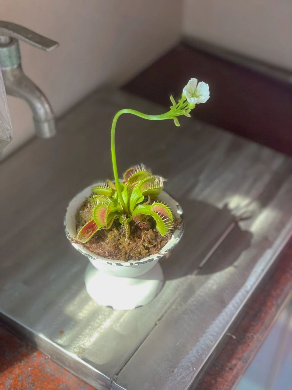 捕蝇草的花 在花卉市场上第一次看到开花的捕蝇草 原来捕蝇草开花是