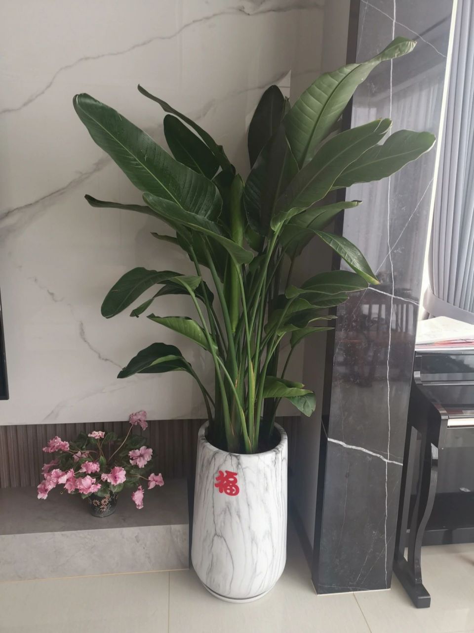 富贵鸟绿植怎么养图片