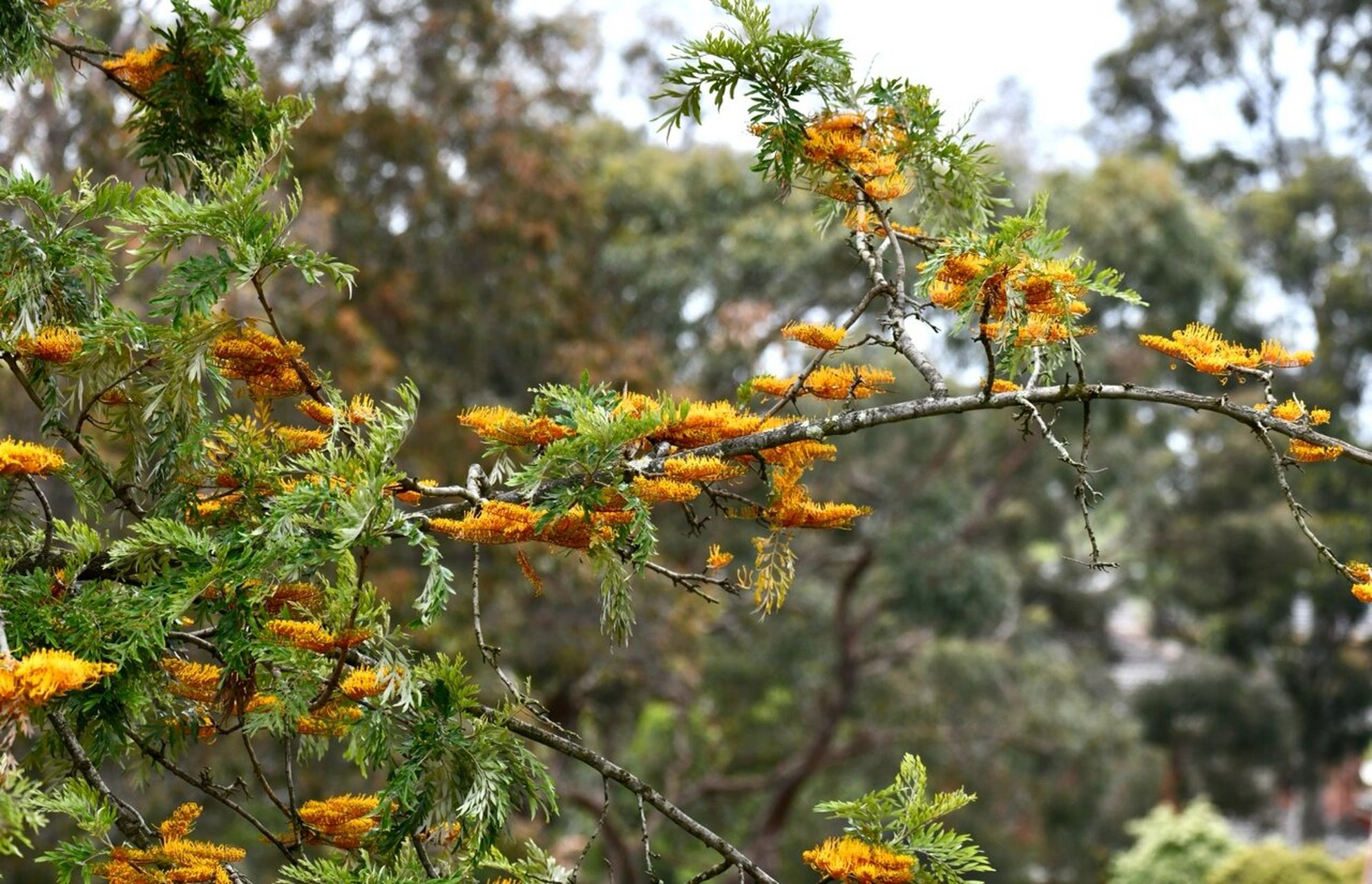 银桦树silky oak 银桦树是大型常绿树,花很有特色是一面朝上牙刷状