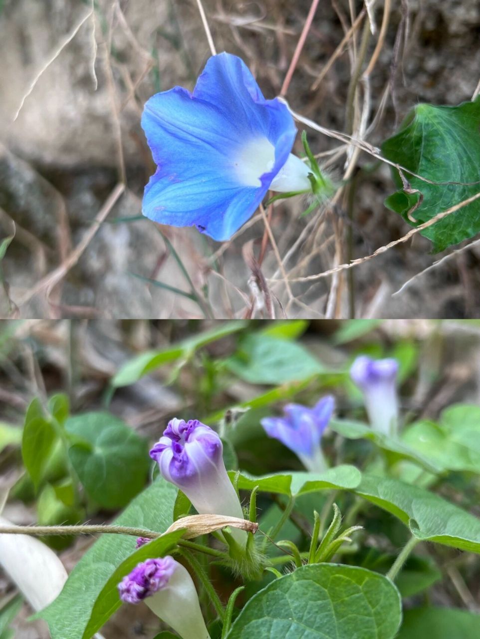 牵牛花花苞像什么图片