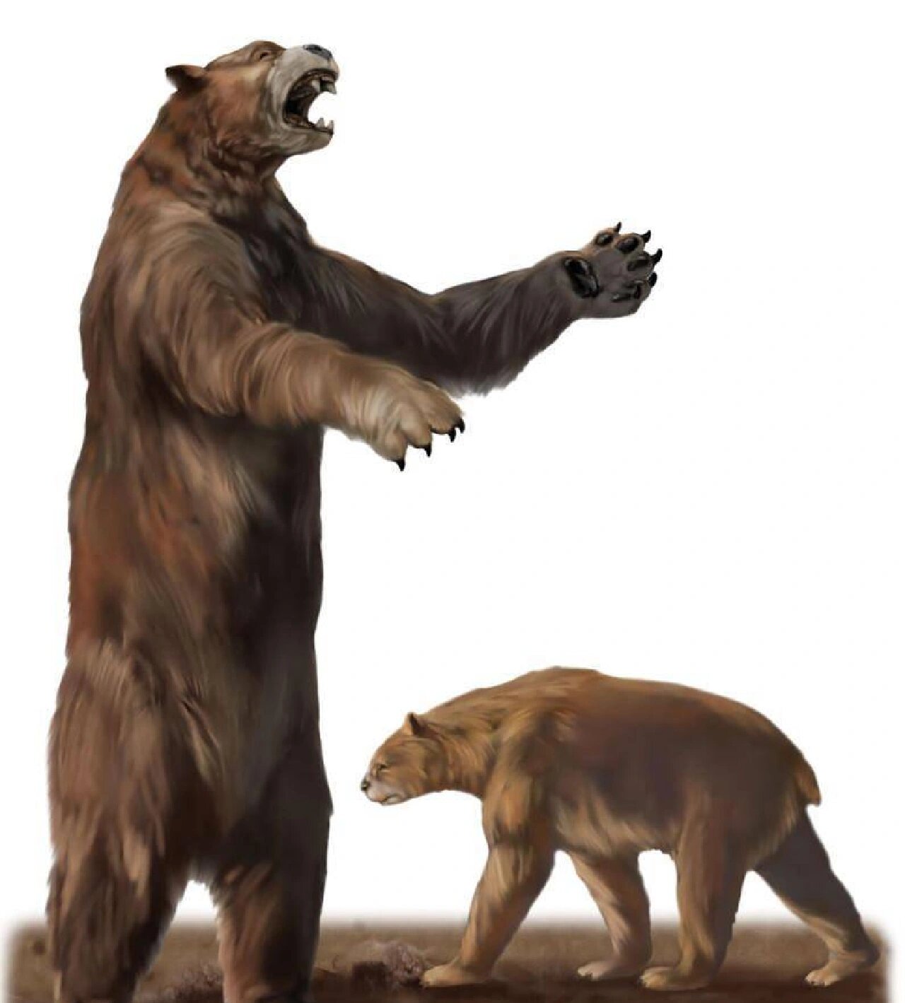 巨型短面熊 短面熊(arctodus)是眼镜熊亚科的一属,是今天眼镜熊的远亲