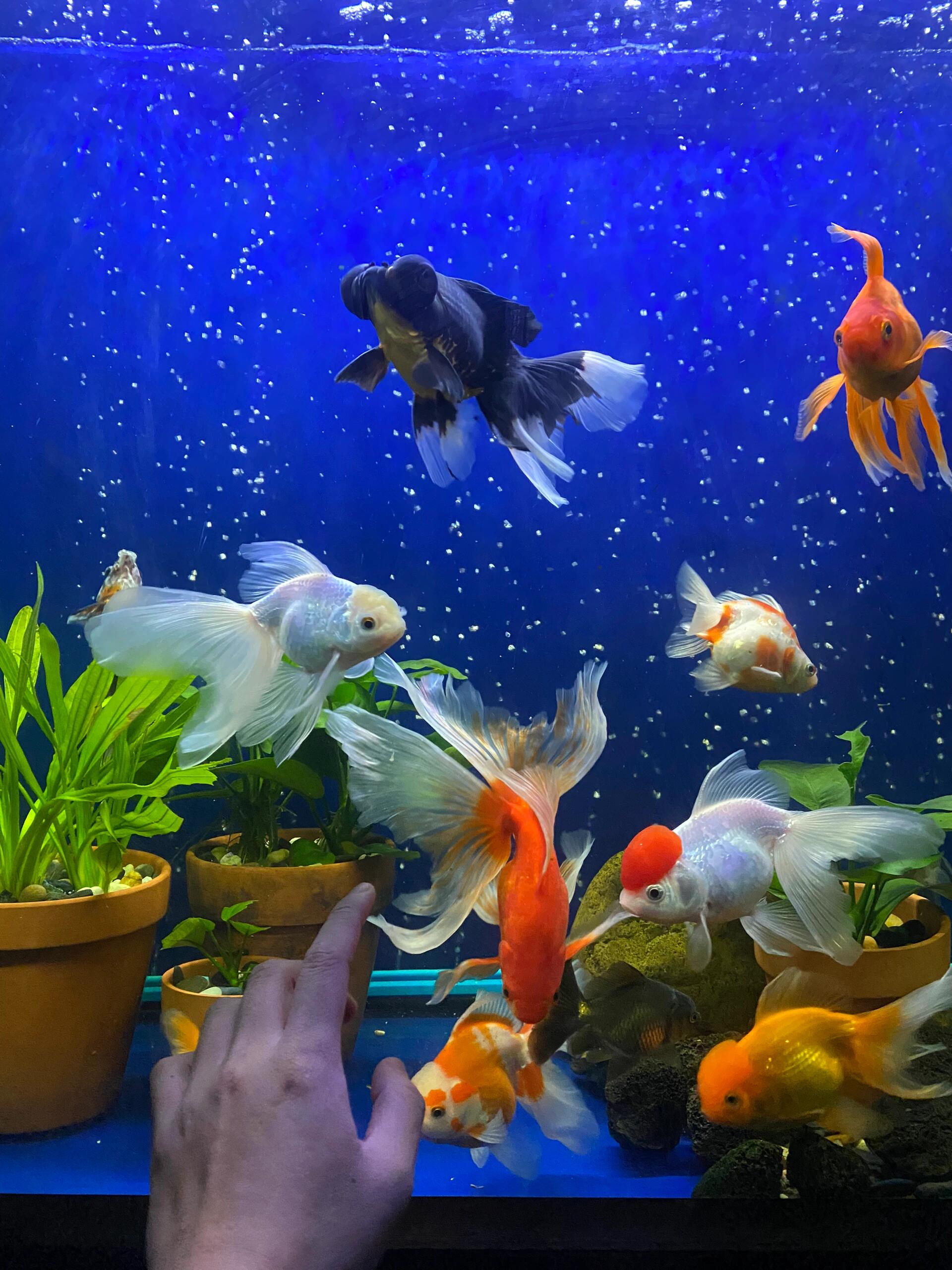 你心中觉得最美金鱼品种是