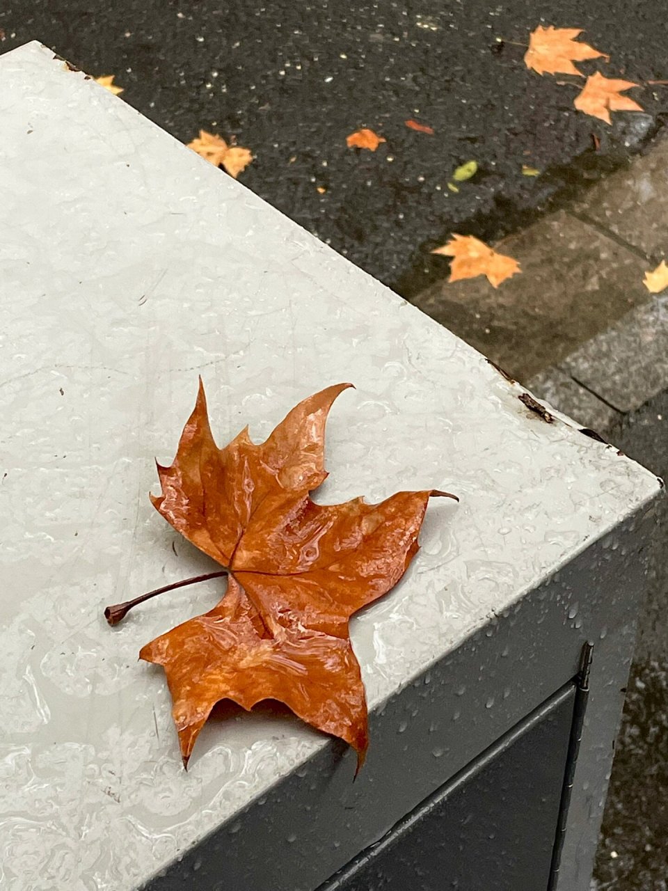 南京的第一场梧桐雨93 深秋的第一个雨天 见证了一场浪漫的梧桐雨