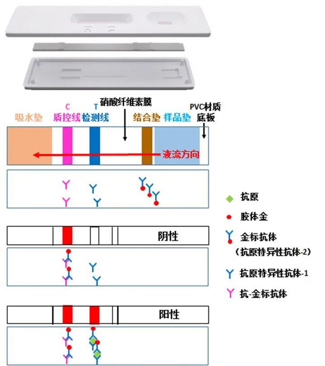 (胶体金) 免疫胶体金技术是以胶体金作为示踪标志物,应用于抗原抗体的