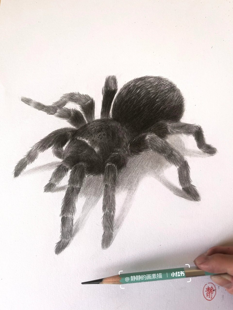 2,这一步在草稿基础上把蜘蛛的轮廓还有造型画得更加准确.