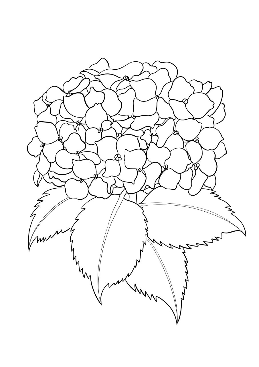 65|花卉线描|绣球花 宛似恋香蝴蝶乱,绿阴深处不飞还.