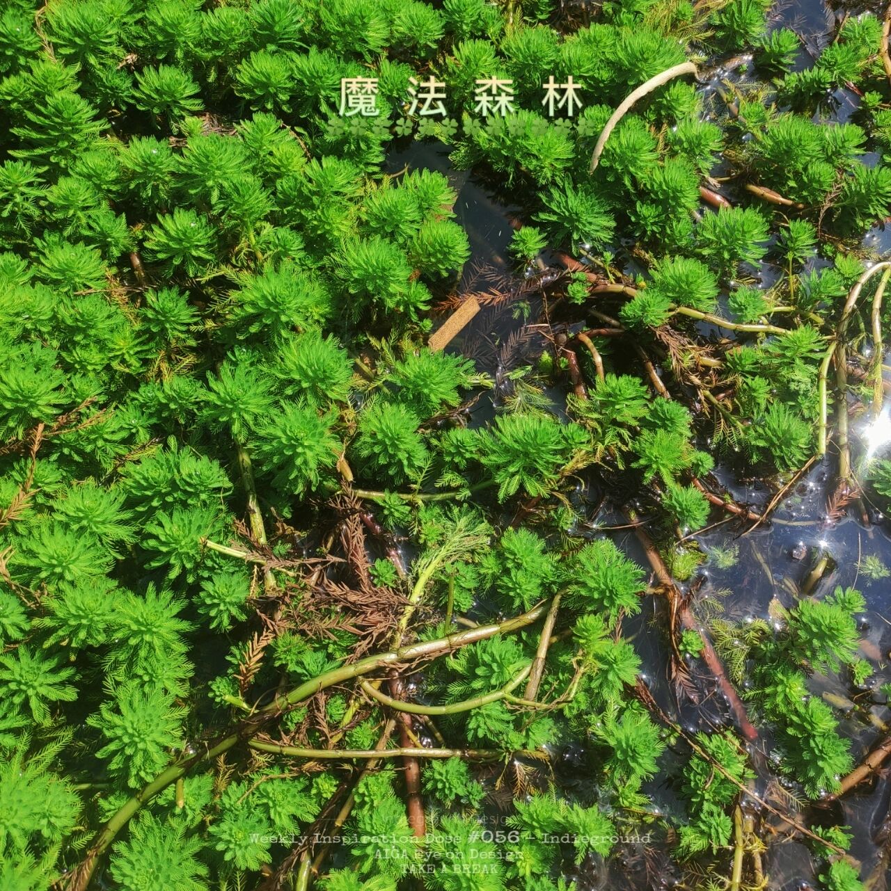 每天认识一种植物——狐尾藻