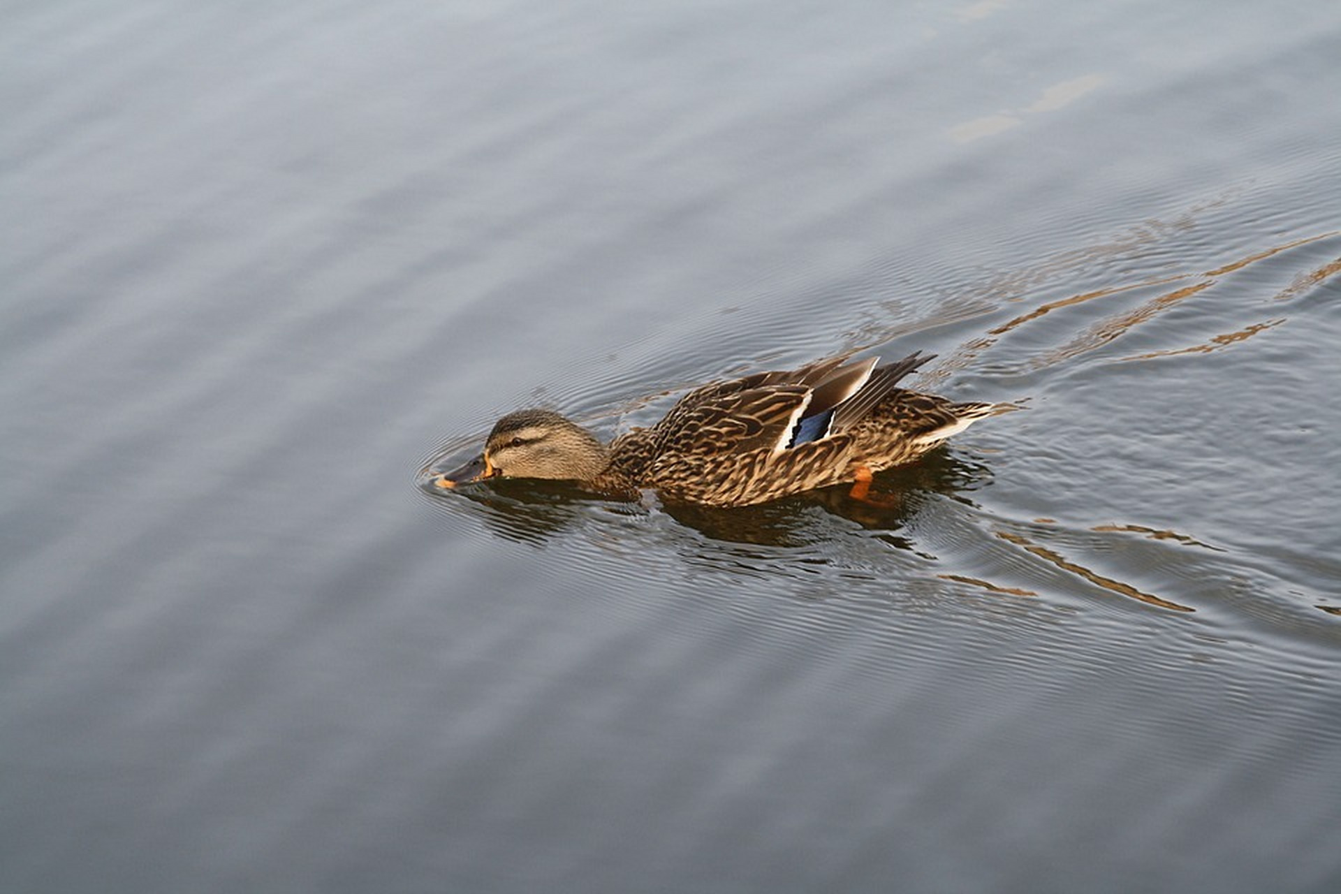 浮水.#動物趣圖