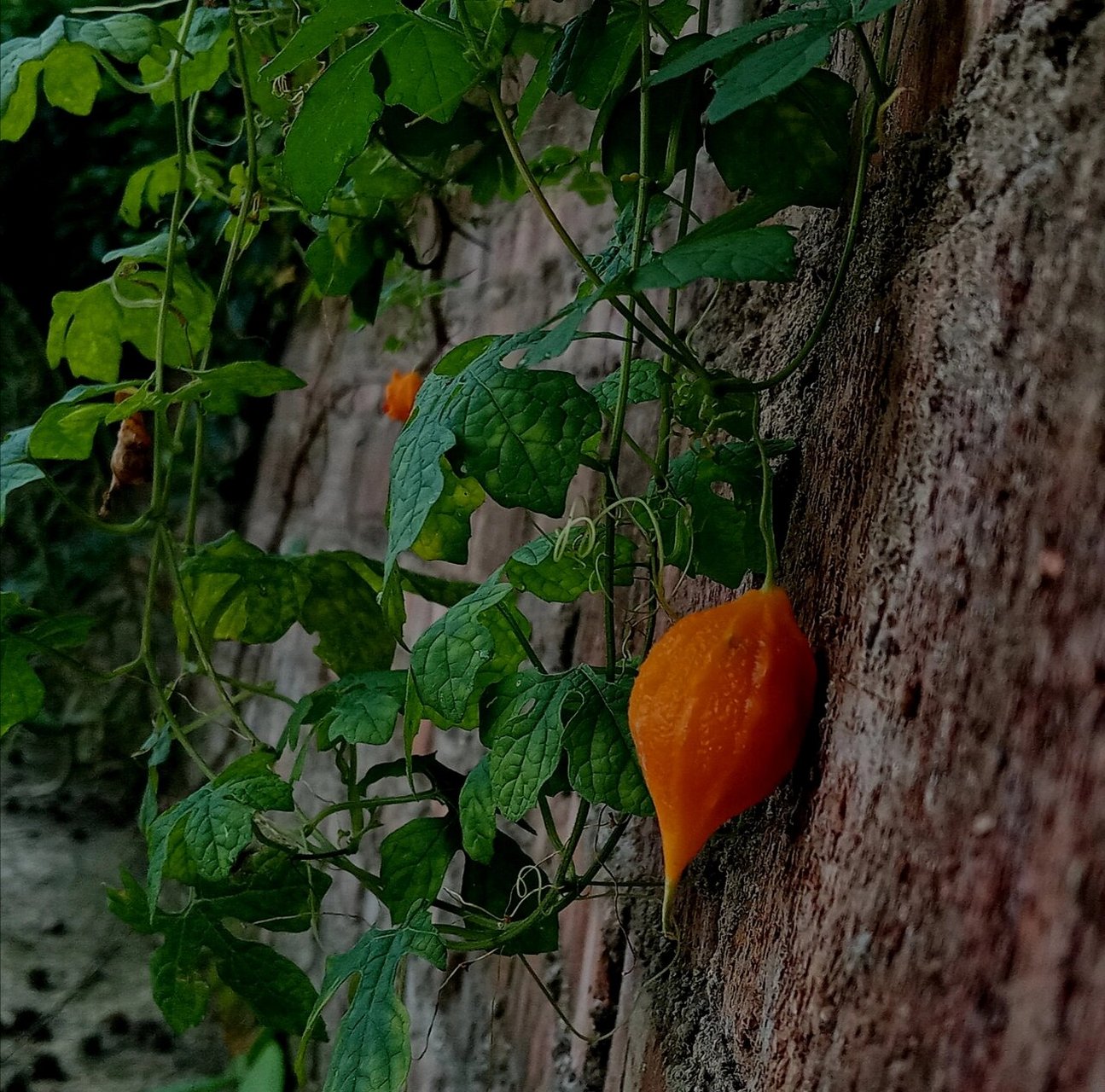 野生小苦瓜 闽南人一年四季跟火气作斗争,随处可见的野生野生小苦瓜是