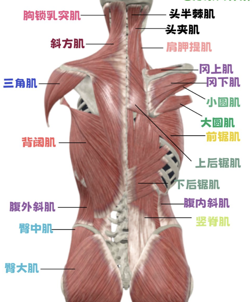 这些肌肉分布在背部,可以分成背浅肌和背深肌两大群