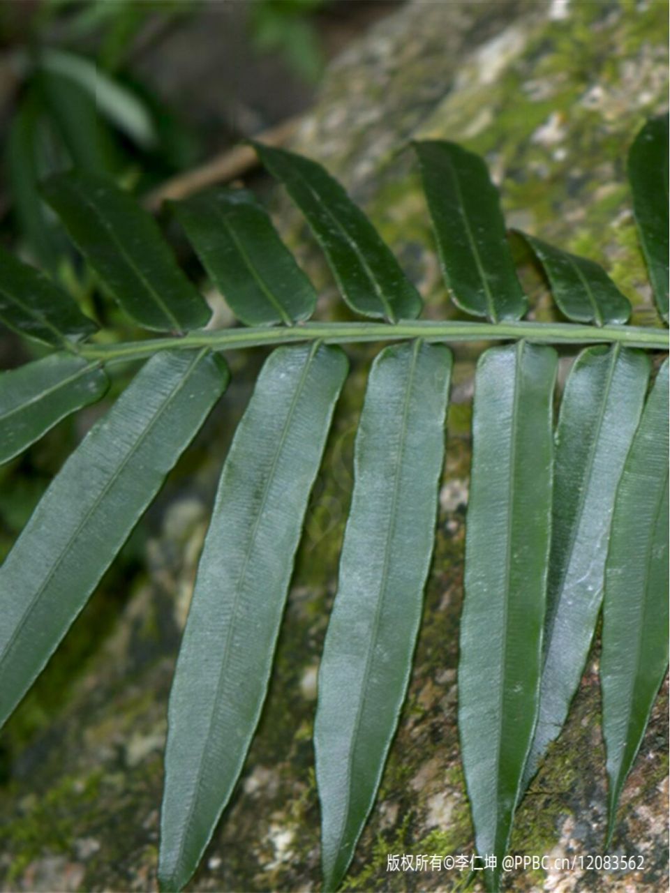 蕨类植物门代表植物图片