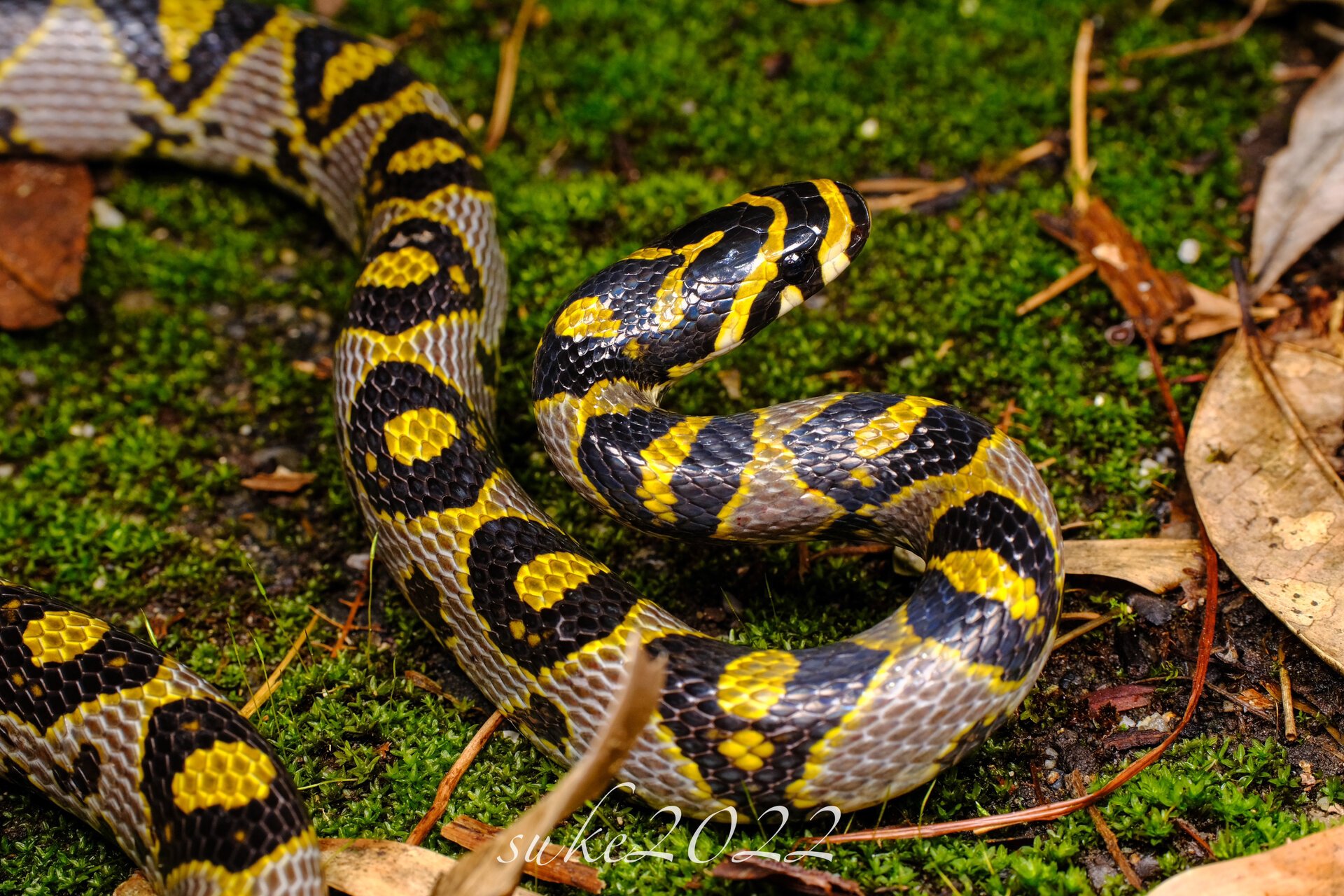 背上顶着一个个柠檬93的小可爱 拍摄的国内蛇类颜值天花板之一:玉斑