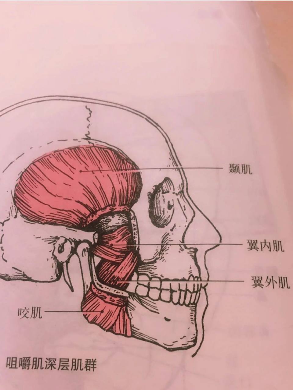 热知识:咀嚼肌有四对,咬肌只是其中一对.