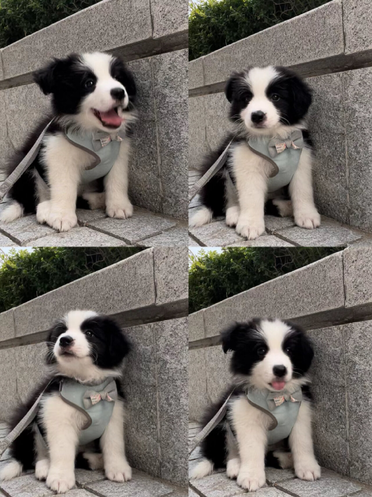 纯种边牧幼犬小可爱找新家 超级乖巧,性格稳定,能听懂话,可以乖乖在