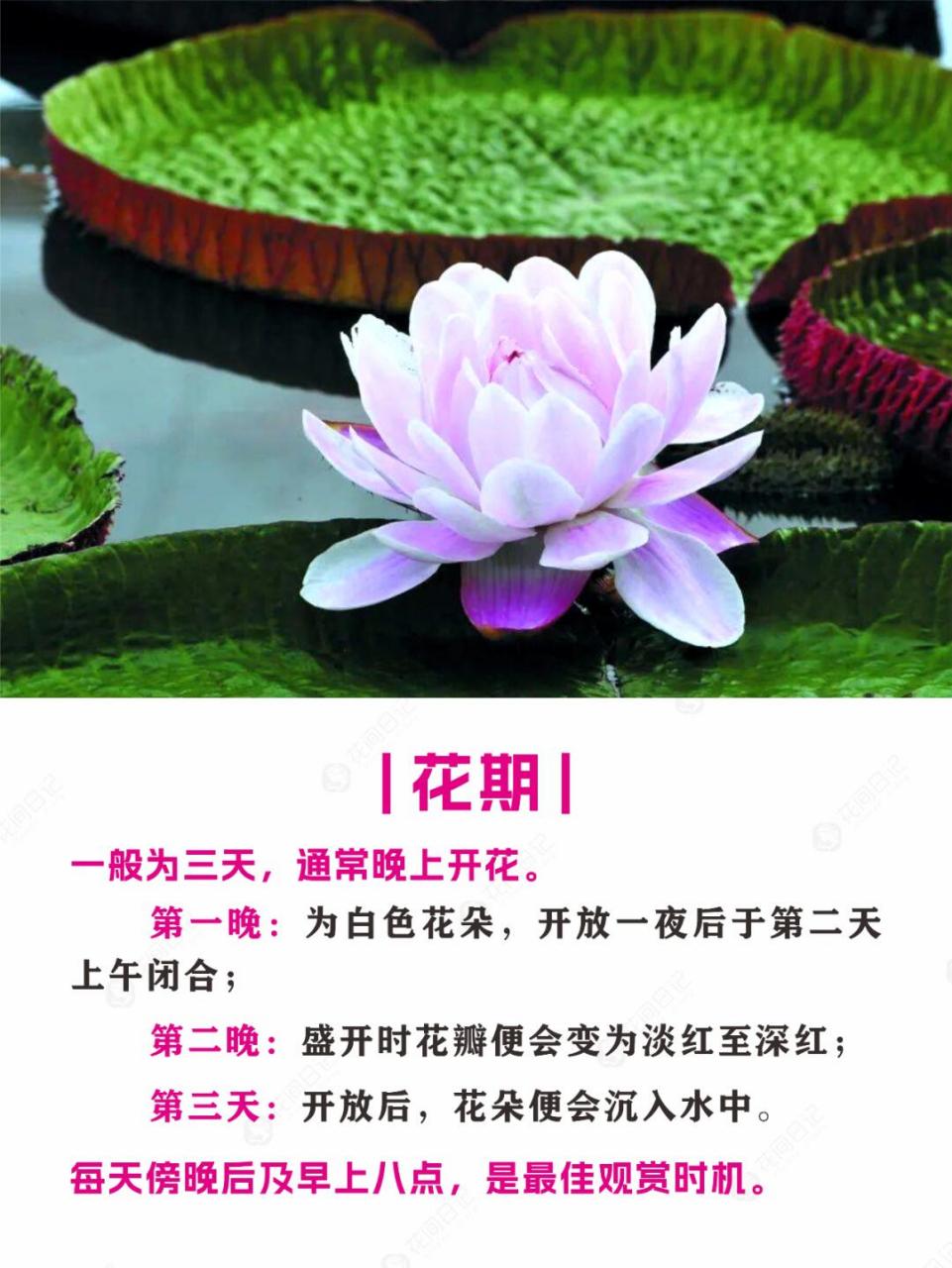 简介 9196 王莲是一种多年生或一年生的大型浮叶草本植物,属于