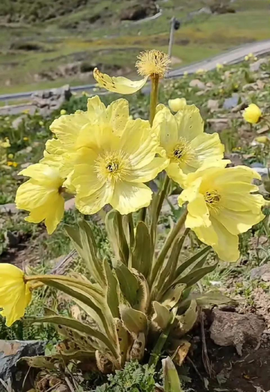 高山流石滩植物图片