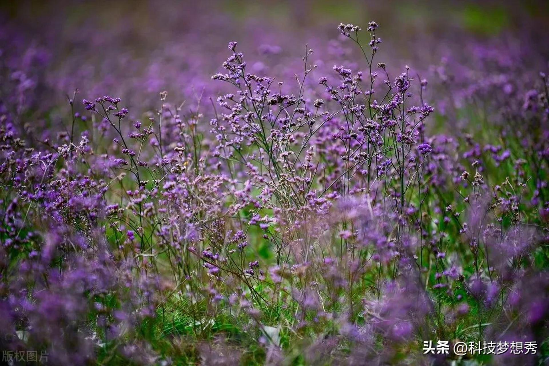 匈牙利大叶补血草花盛开 紫色花海吸引蜜蜂驻足 当地时间2022年9月29