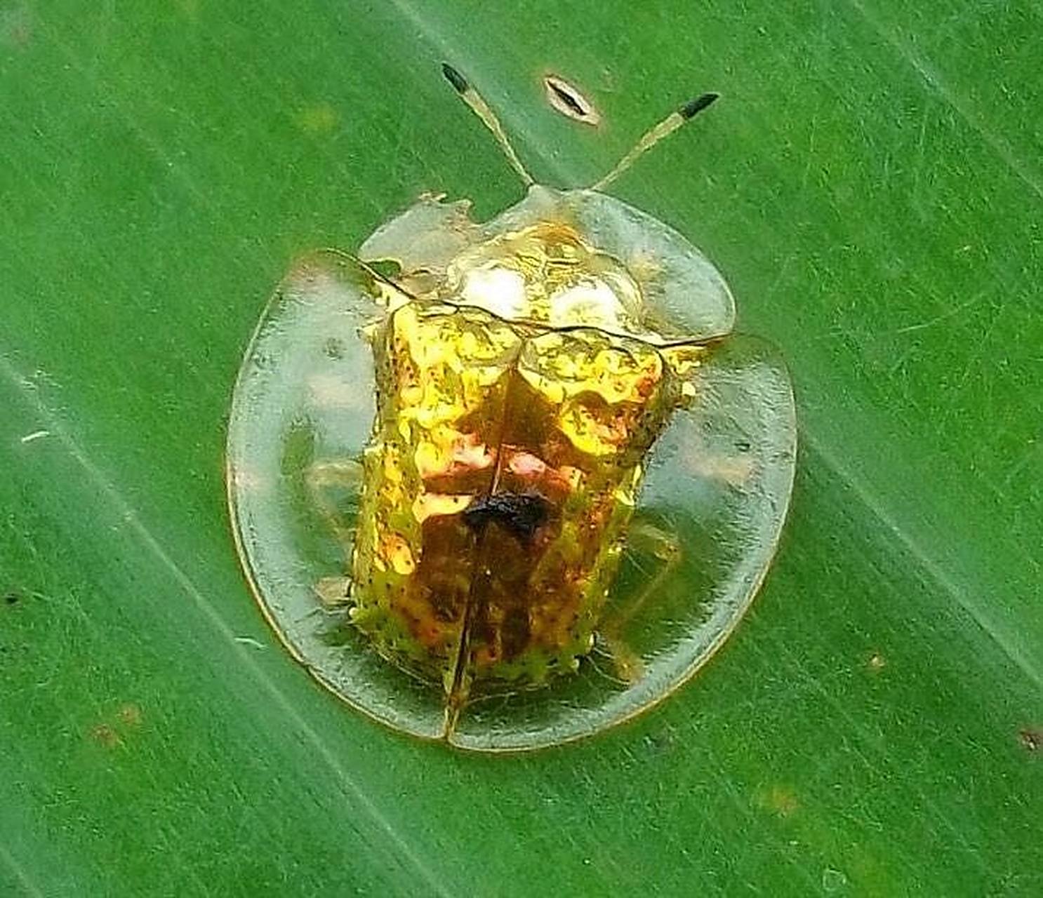 黄金龟甲虫(golden tortoise beetle)是一种世界上最小和最迷人的