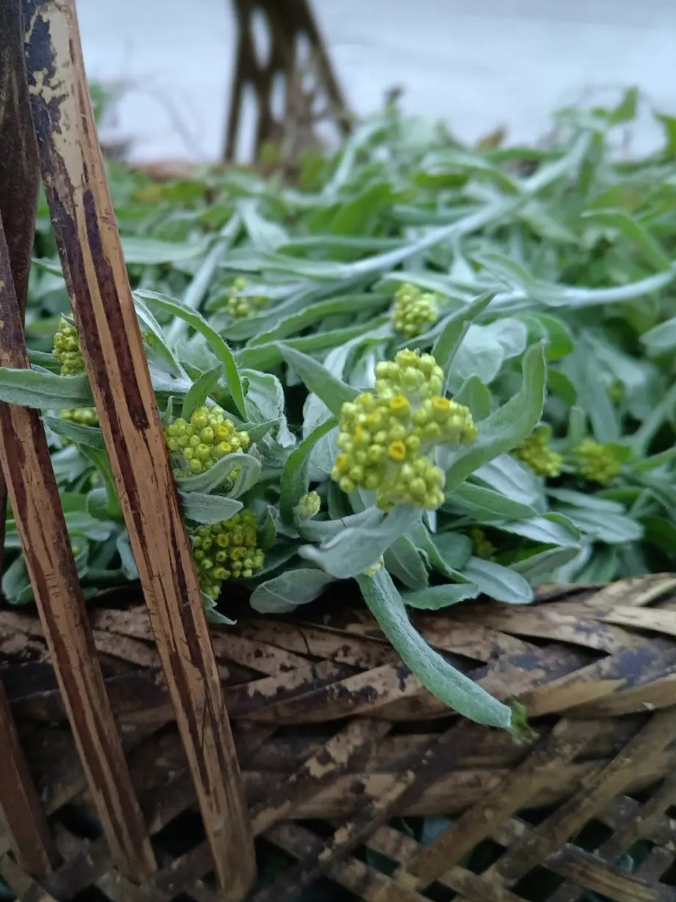 第八十天:识《鼠耳草》 温州土话:棉菜,制作清明果的主要成分.