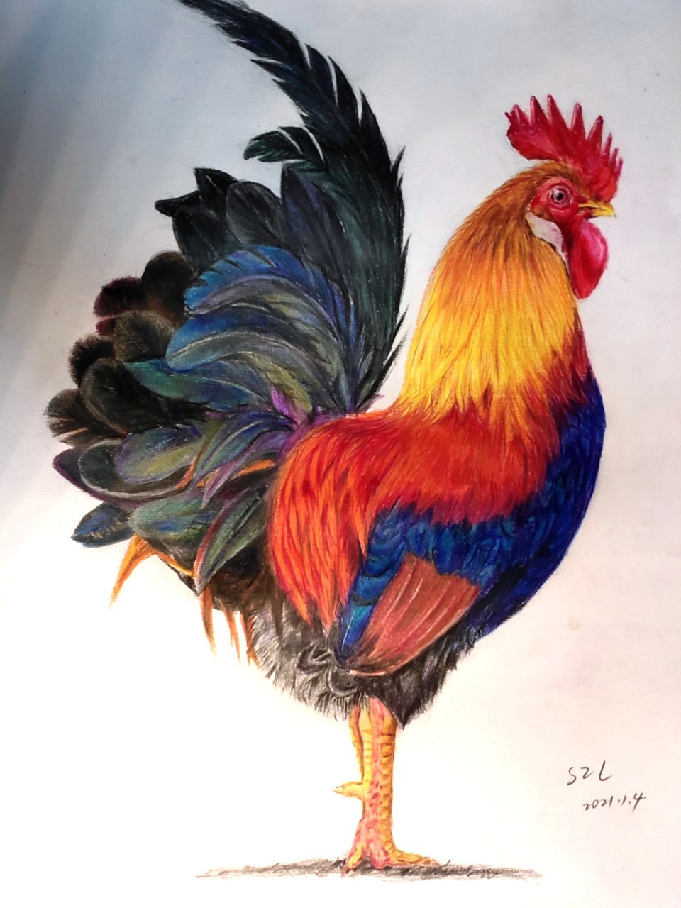 彩铅公鸡(附步骤图)
