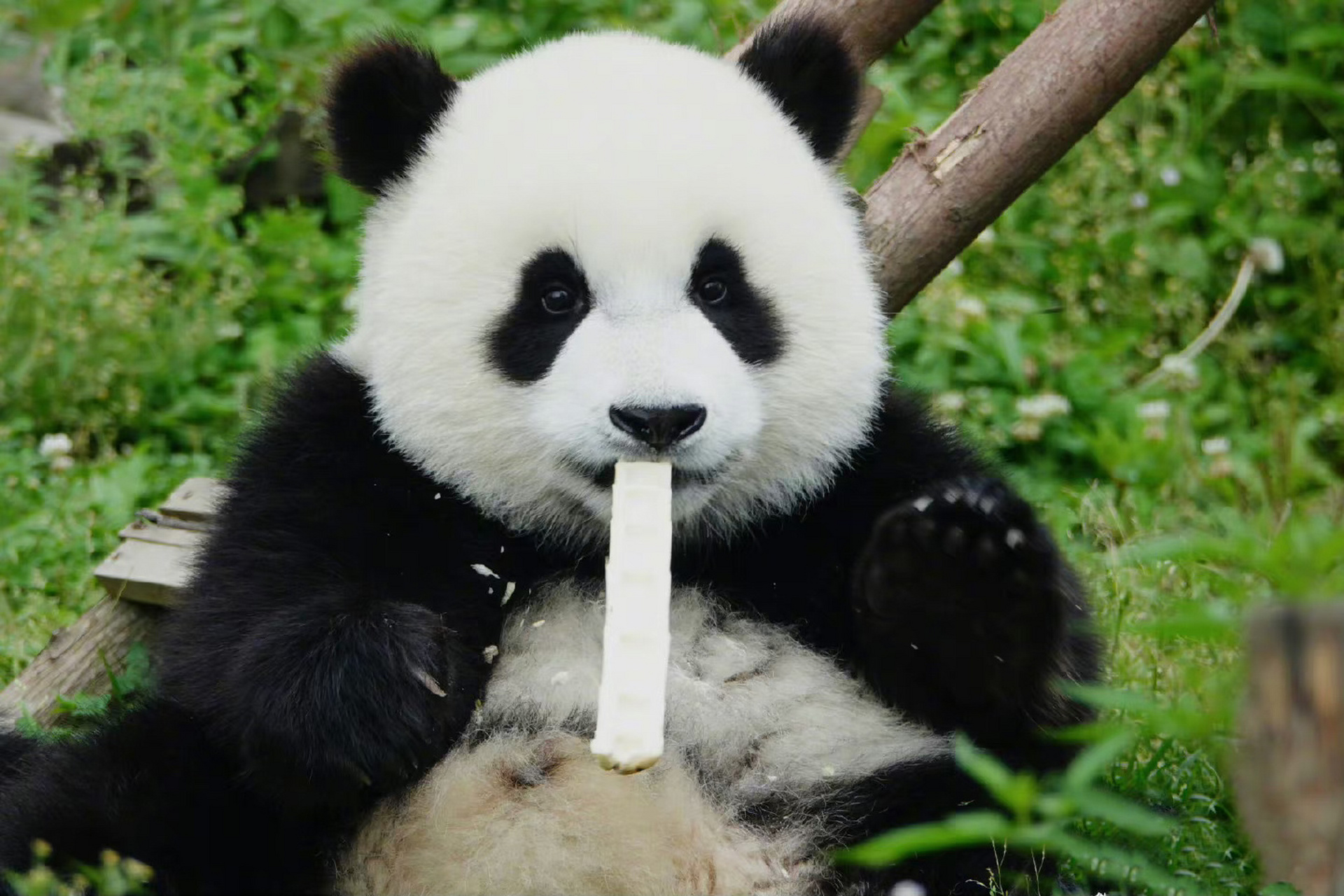 高颜值家族的"皓月" 皓月的幼年照,超级漂亮的宝宝