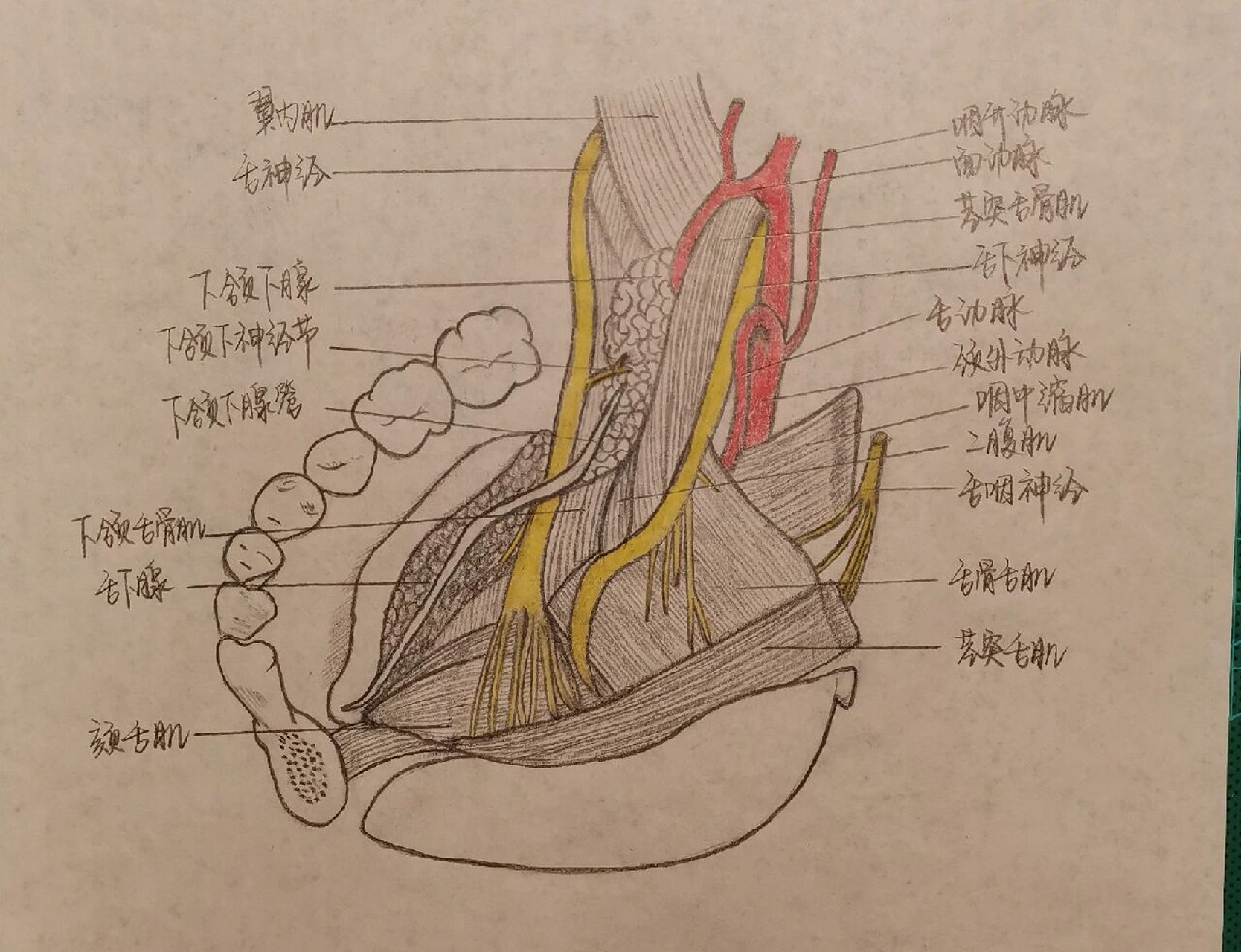 口腔解剖图手绘图片