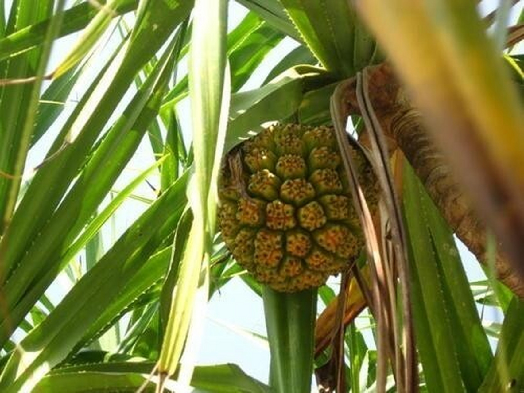 假菠萝:利尿,清热解毒,结石等 勒古,也叫假菠萝,可直接食用,也可入药.